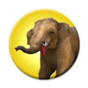 Safari