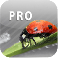 ColorUp Pro - Photo Editor Mod