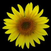 Sunflower LW + weather Mod