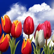 Flowers HD Live Wallpaper Mod
