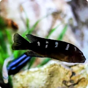 Fish Live Wallpaper HD Mod