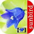 Blumen Id Automatik + Fotoerkennung für Wildblumen Mod