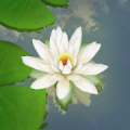 3D Lotus Pond Live Wallpaper Mod