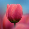 3D Tulip Live Wallpaper Mod