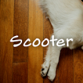 Scooter Script FlipFont Mod