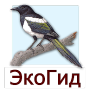 EcoGuide: Russian Birds Mod