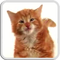 CAT LICKS LIVE WALLPAPER PRO icon