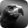 Eagle Hunting Journey icon