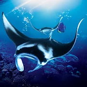 The Manta rays Mod