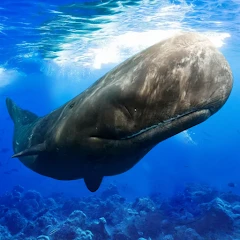 The Sperm Whale Mod