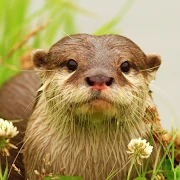 The Otter Mod