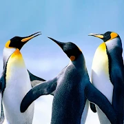 The Penguin Mod