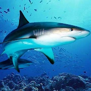 The DogFish Mod