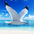 The Seagull icon