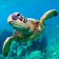 The Turtle Mod