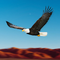 Bird Race Game 3D: Eagle Games icon