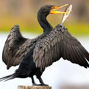 The Cormorant Mod