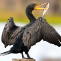 The Cormorant icon