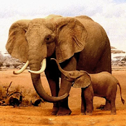 The Elephant icon