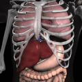 Anatomy 3D: Organs Mod