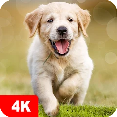 Dog Wallpapers & Puppy 4K Mod apk