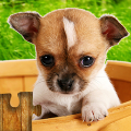 Dogs Jigsaw Puzzle Game Kids icon