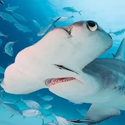 The Hammerhead Shark Mod