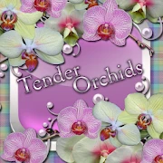 Tender Orchids Go Launcher the