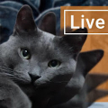 Lazy Gray Cat Live Wallpaper Mod