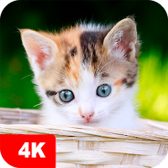 Kitten Wallpapers 4K icon