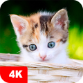 Kitten Wallpaper 4K Mod