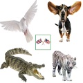 English Animals Vocabulary Mod