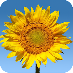Sunflowers Live Wallpaper Mod