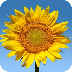Sunflowers Live Wallpaper Mod