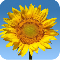 Sunflowers Live Wallpaper Mod