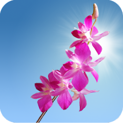 Orchids Live Wallpaper Mod