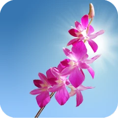 Orchids Live Wallpaper