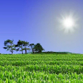 Cornfield Live Wallpaper APK