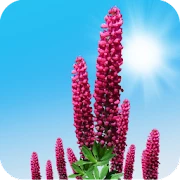 Wild Lupins Live Wallpaper Mod