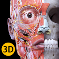 Muscle | Skeleton - 3D Atlas of Anatomy Mod