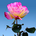 Rose Garden Live Wallpaper icon