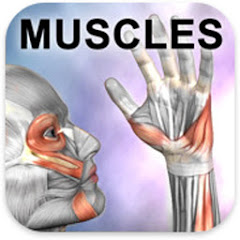 Learn Muscles: Anatomy Mod