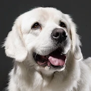 Tatra Sheepdog Simulator