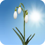 Snowdrops Live Wallpaper
