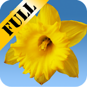 Daffodils Live Wallpaper Mod