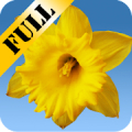 Daffodils Live Wallpaper Mod