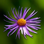 Wild flowers Mod Apk [Paid for free][Free purchase]