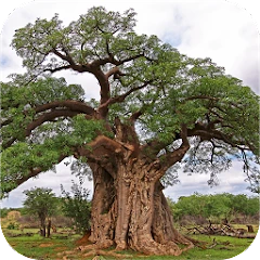 eTrees of Southern Africa Mod