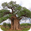eTrees of Southern Africa‏ Mod