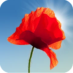Poppy Field Live Wallpaper